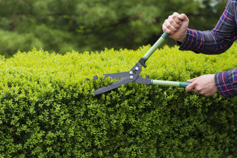 Evergreen Hedge Trimming