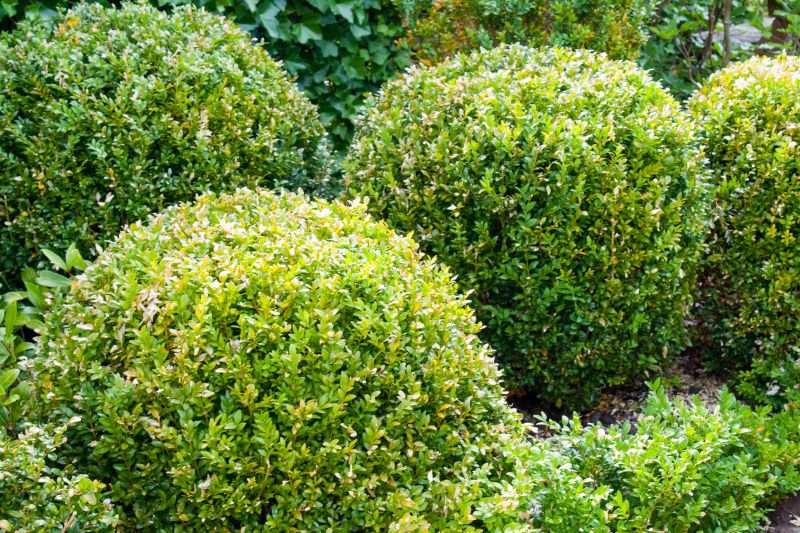 Freshly Trimmed Shrubs