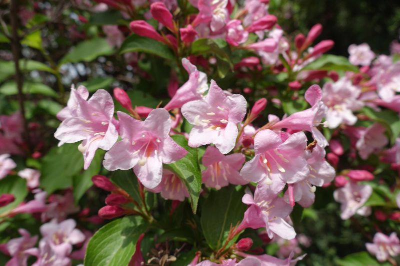 Weigela Removal Service