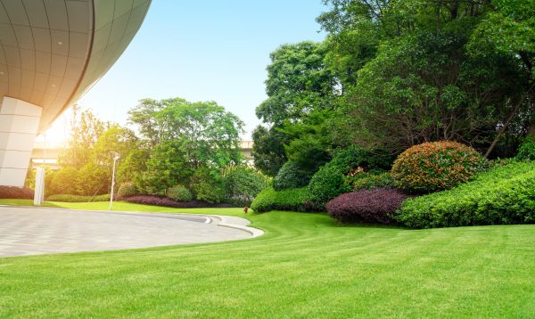 Commercial Shrub Trimming in Albany