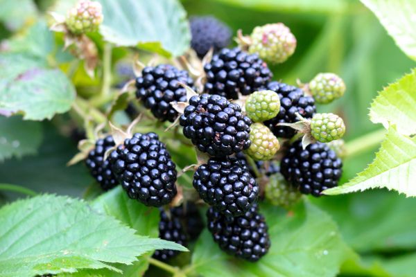 Blackberry Bush Removal in Albany