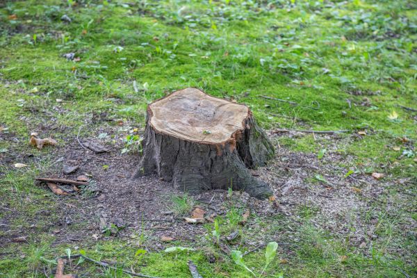 Bush Stump Removal in Albany