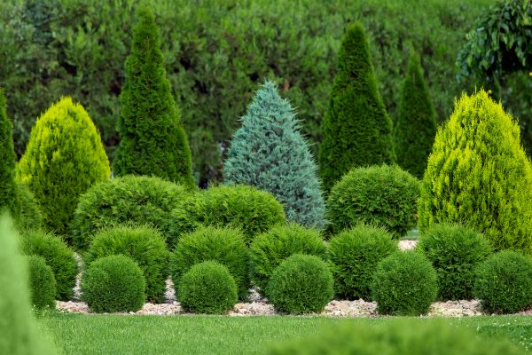 Cost of Bush Trimming Service in Albany