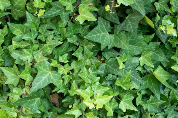 Cost of English Ivy Removal in Albany