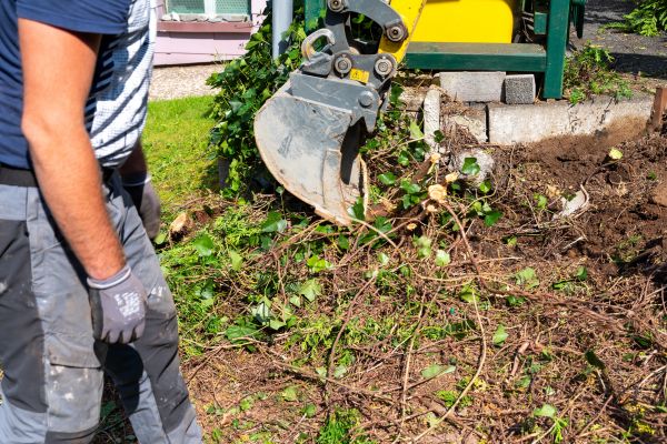 Hedge Removal Service in Albany