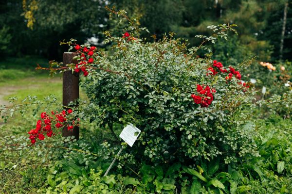 Cost of Rose Bush Removal in Albany