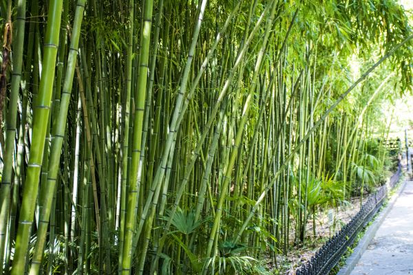 Cost of Bamboo Root Removal in Albany