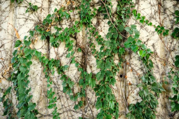 Cost of Vine Removal Service in Albany