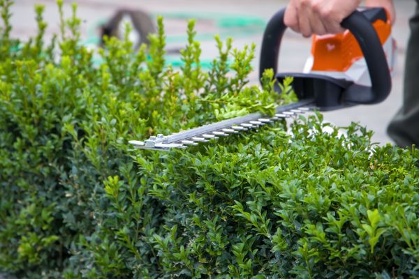 Hedge Shearing in Albany
