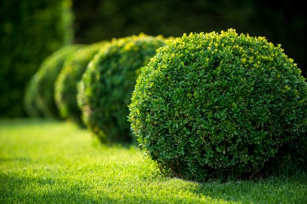 Cost of Bush Pruning in Albany
