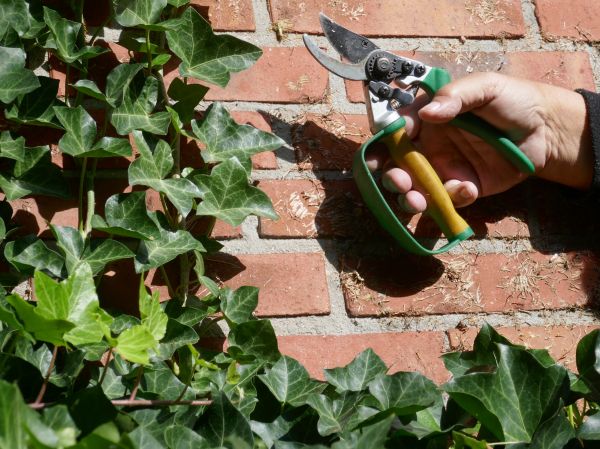Cost of Ivy Removal Service in Albany