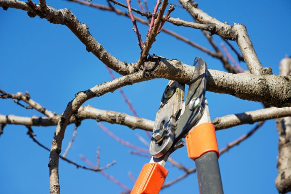 Selective Pruning in Albany
