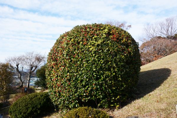 Cost of Holly Trimming in Albany