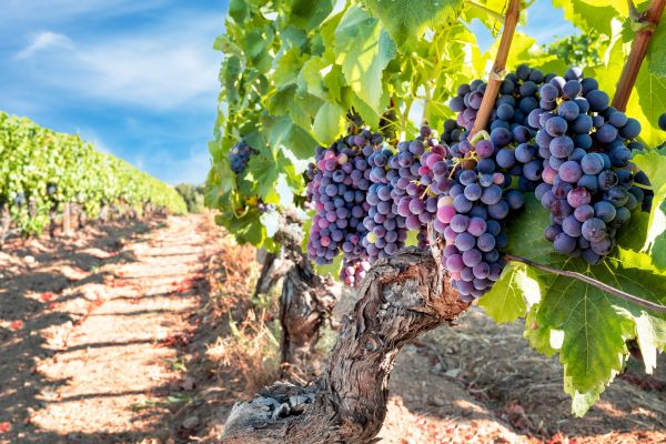 Cost of Grapevine Pruning in Albany