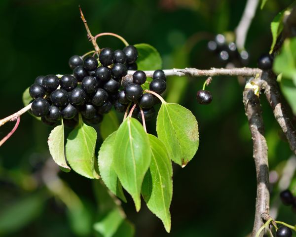 Cost of Buckthorn Removal in Albany