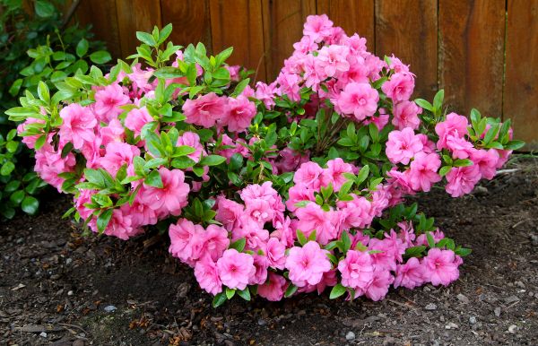 Azaleas Removal in Albany