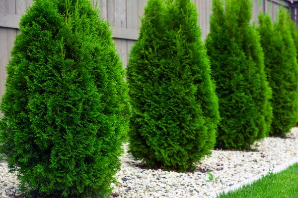 Cost of Arborvitae Pruning in Albany