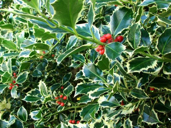 Cost of Holly Bushes Trimming in Albany