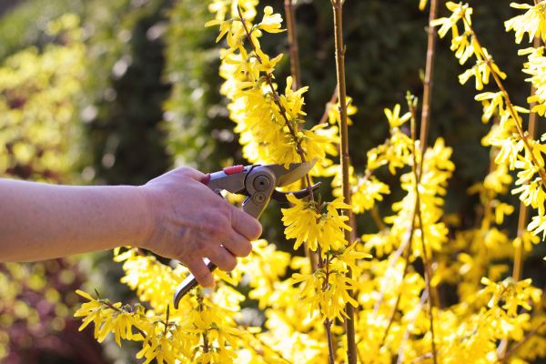 Forsythia Pruning in Albany
