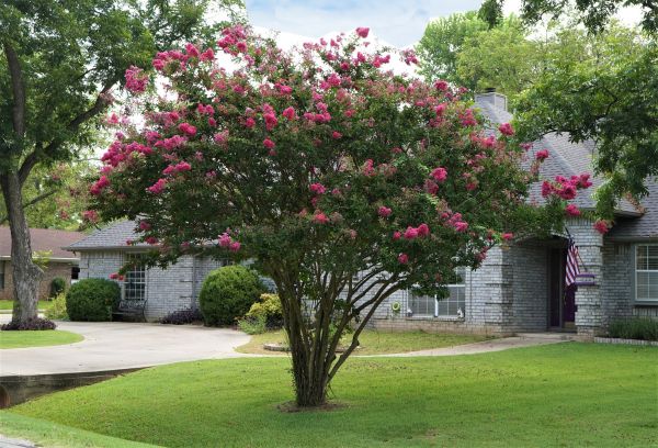 Crepe Myrtle Trimming in Albany
