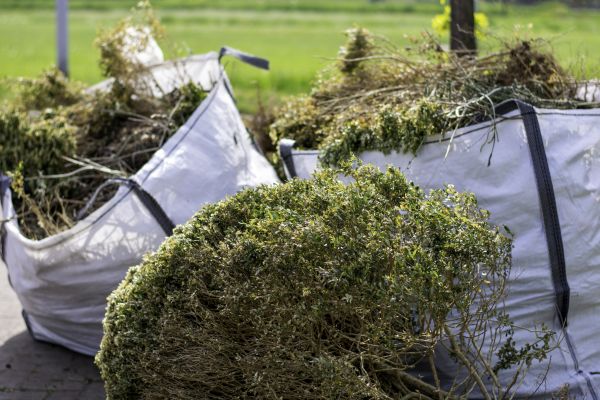 Cost of Shrubs Removal in Albany