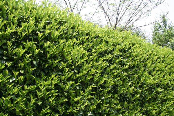 Laurel Shrub Removal in Albany