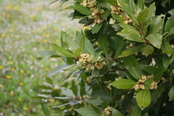 Cost of Laurel Trimming in Albany