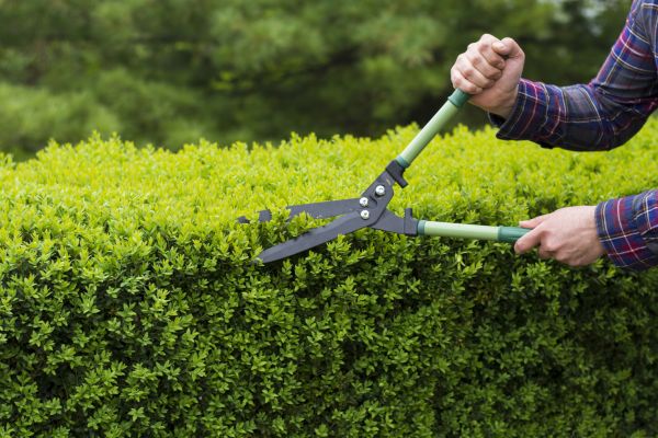 Cost of Evergreen Shrub Pruning in Albany