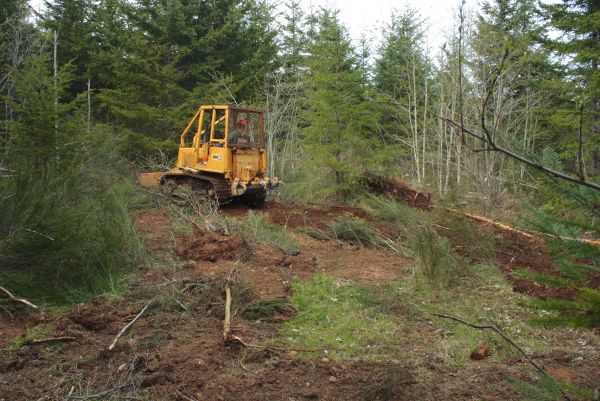 Shrubbery Clearing in Albany