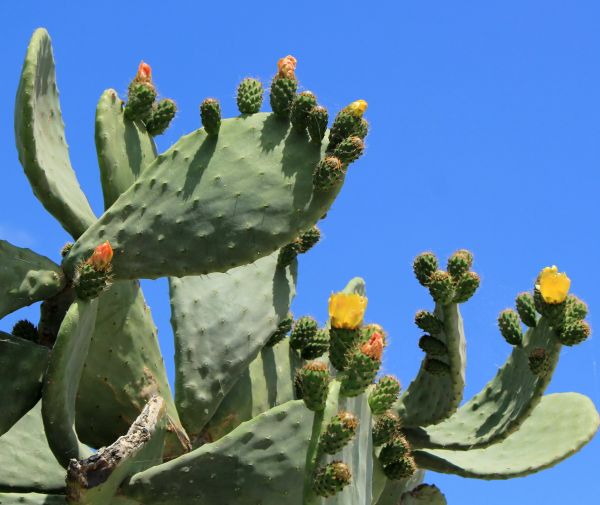 Cost of Cactus Removal in Albany
