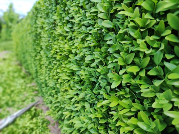 Cost of Boxwood Pruning in Albany