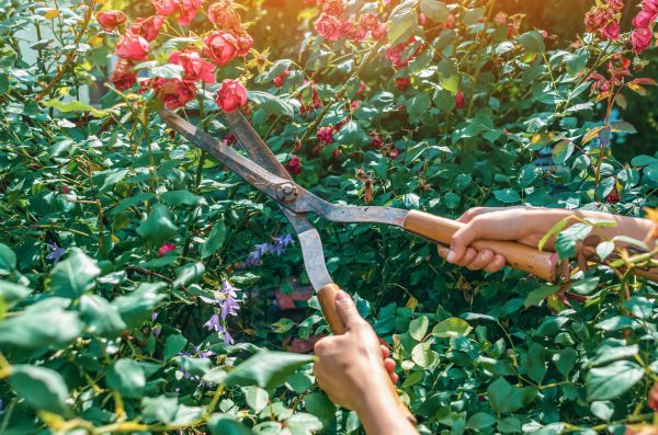 Knockout Roses Pruning in Albany