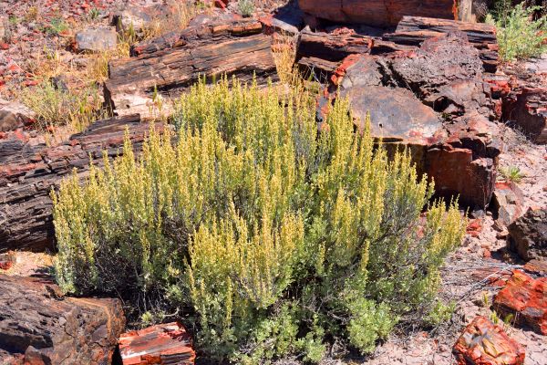 Sagebrush Removal in Albany