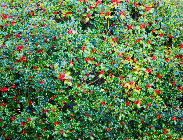 Cost of Holly Bush Removal in Albany
