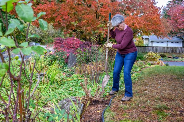 Dead Bush Removal in Albany