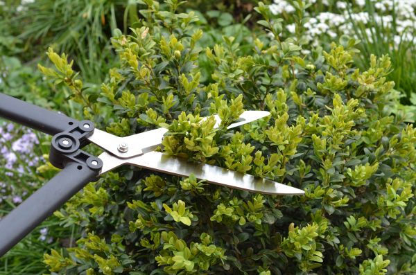 Cost of Boxwood Trimming in Albany