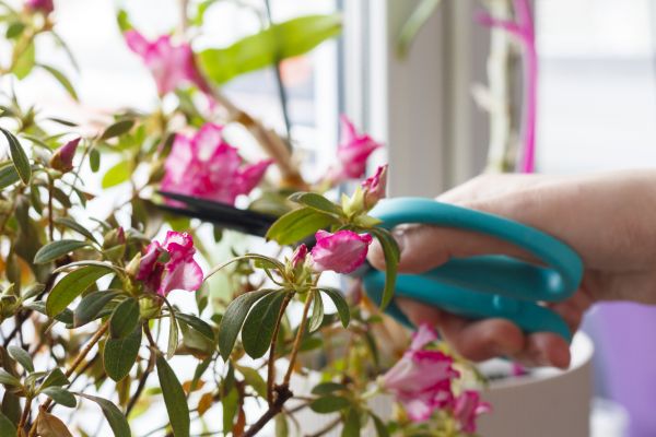 Azalea Pruning in Albany
