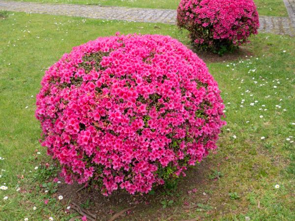 Cost of Rhododendron Pruning in Albany