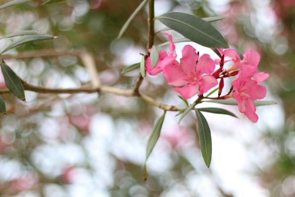 Oleander Removal in Albany
