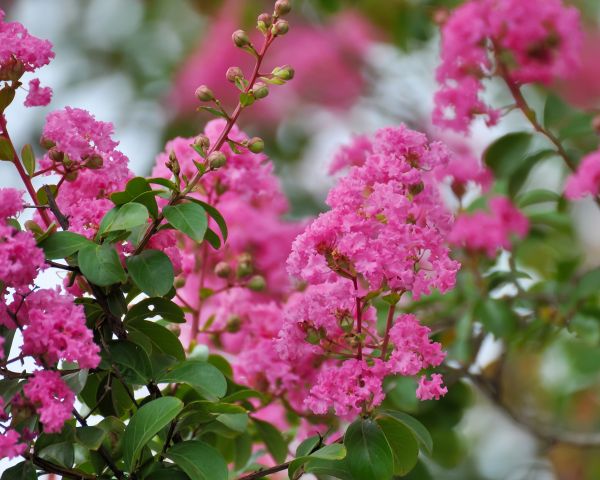 Cost of Crepe Myrtle Removal in Albany