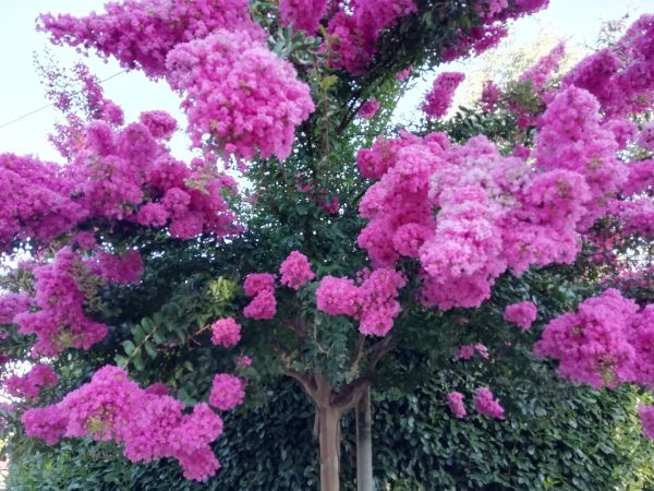 Cost of Crape Myrtle Pruning in Albany