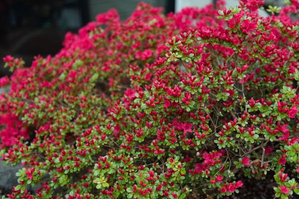 Weigela Removal Service in Albany