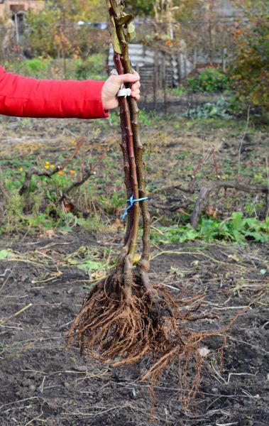 Cost of Shrub Root Removal in Albany