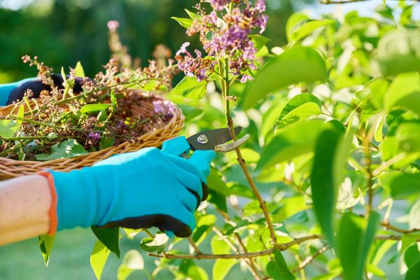 Lilac Trimming Service in Albany