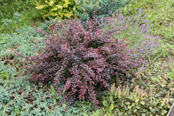 Japanese Barberry Removal in Albany