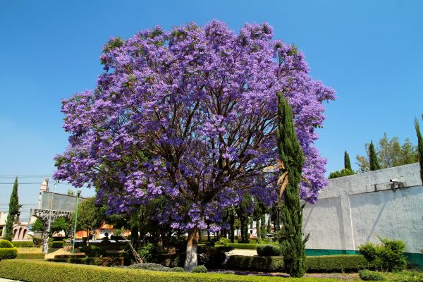 Jacaranda Pruning in Albany