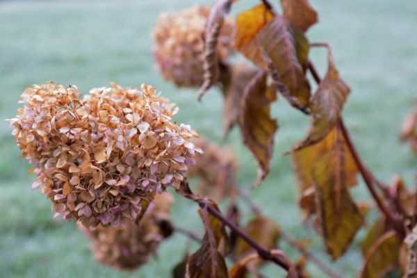 Hydrangea Removal in Albany