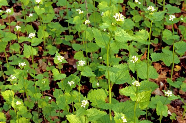 Garlic Mustard Removal in Albany