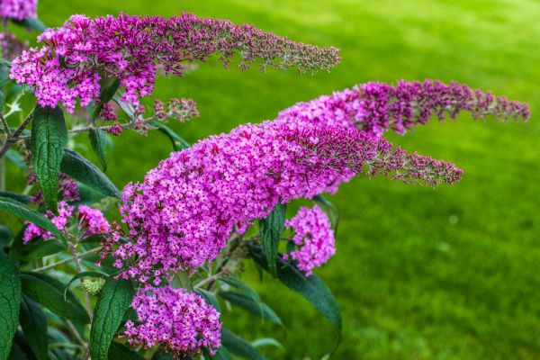 Butterfly Bush Removal in Albany