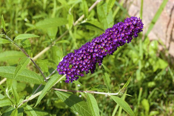 Butterfly Bush Pruning in Albany
